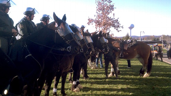PSU Horses