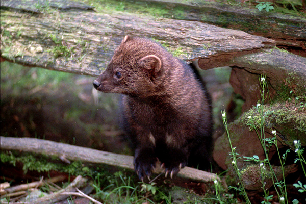 Garden Weasel