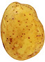 Potato