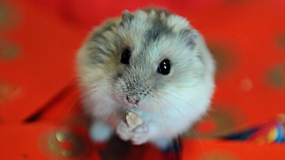 Mouse