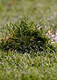 Grass