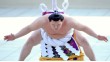 sumo