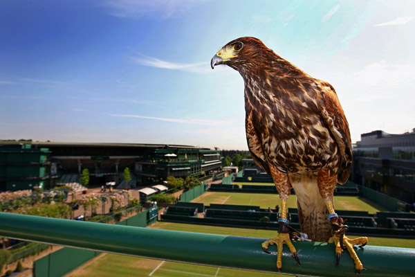 tennis_g_wimbledon-hawk_mb_600.jpg