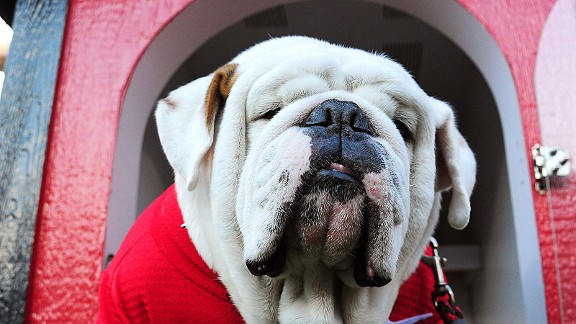 Georgia Bulldogs mascot Russ