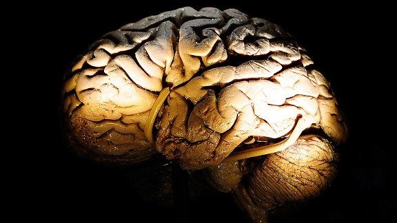 Brain