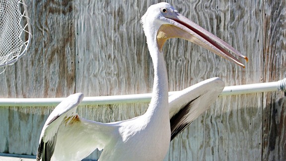 Pelican