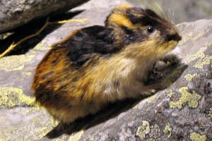 Lemming