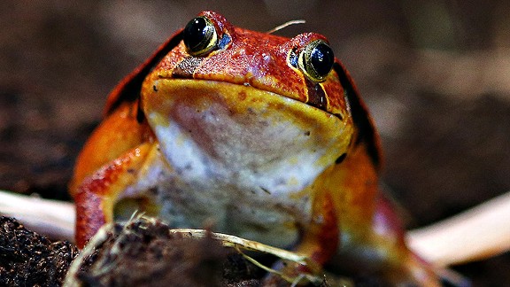 Frog
