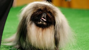 Dog Show