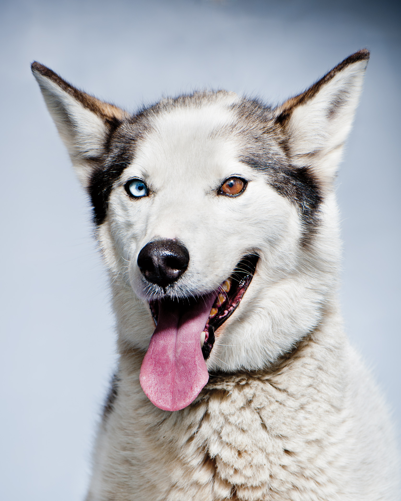 iditarod dogs athletes of the iditarod born to run espn iditarod dogs athletes of the iditarod born to run espn