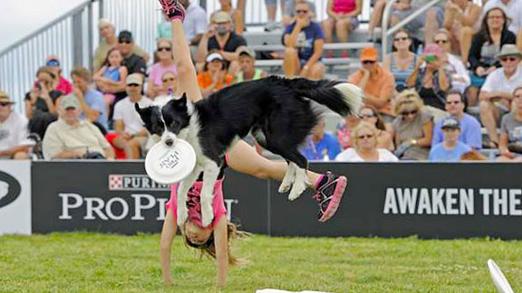 Dog Agility