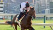 The Preakness