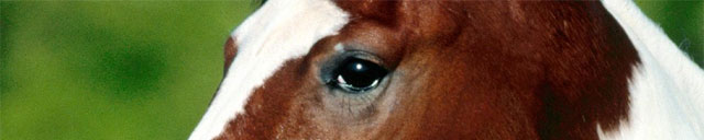 Arjen Robben Horse Eyes - 5