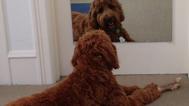 Katie Baker's dog, Stanley