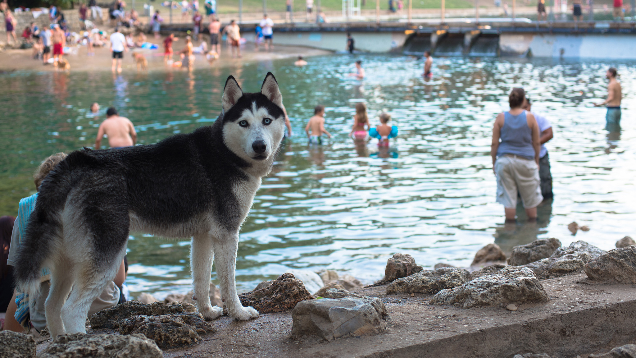 are dogs allowed at barton springs