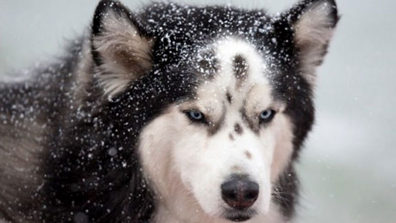 NIU Mascot