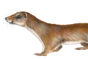 Weasel