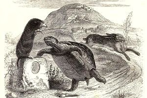 Tortoise, Hare