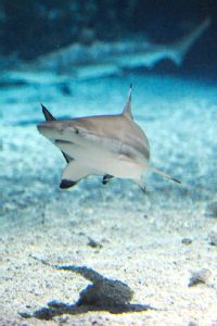 National Aquarium