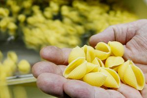 shell pasta