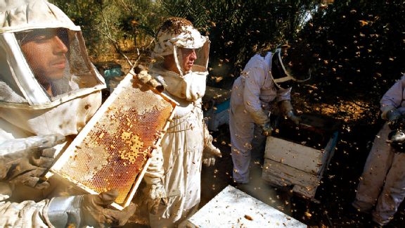 Beekeepers
