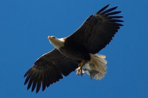 bald eagle