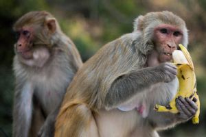 Monkey