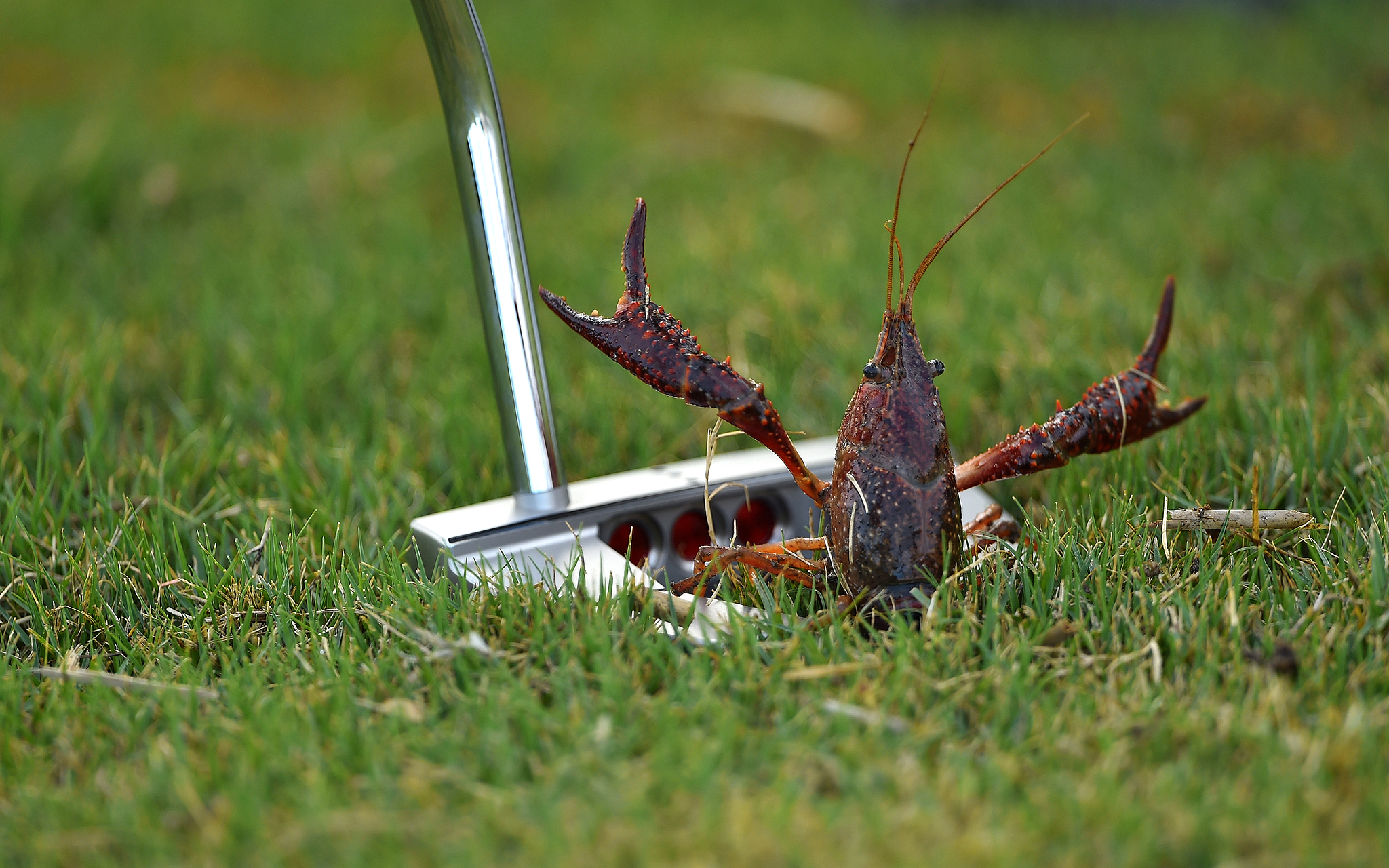 Crustacean Friday Funnies The Animals Of Golf ESPN