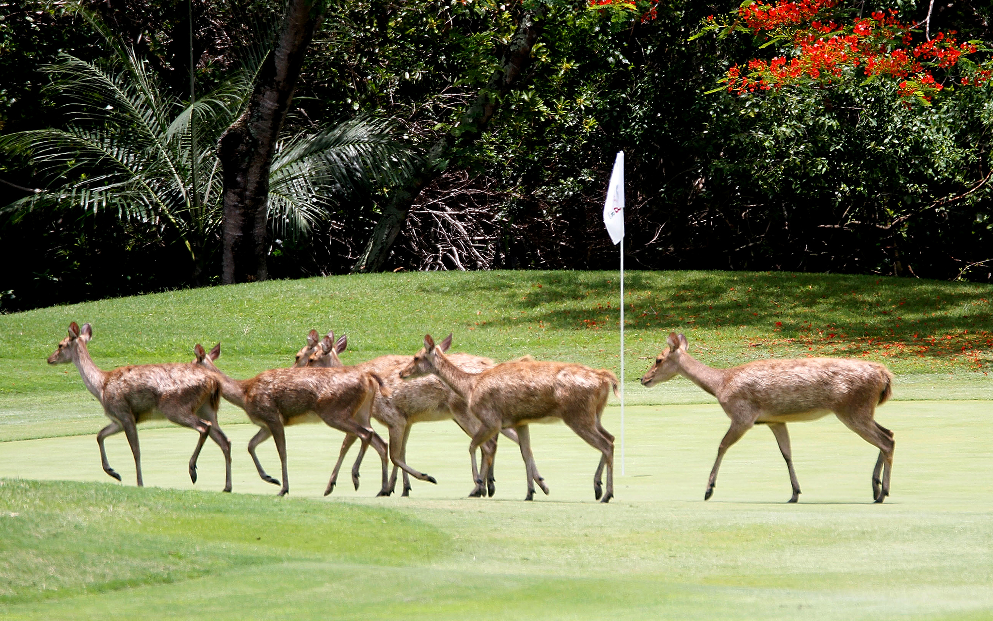 http://a.espncdn.com/photo/2015/0312/animal_golf_16.jpg