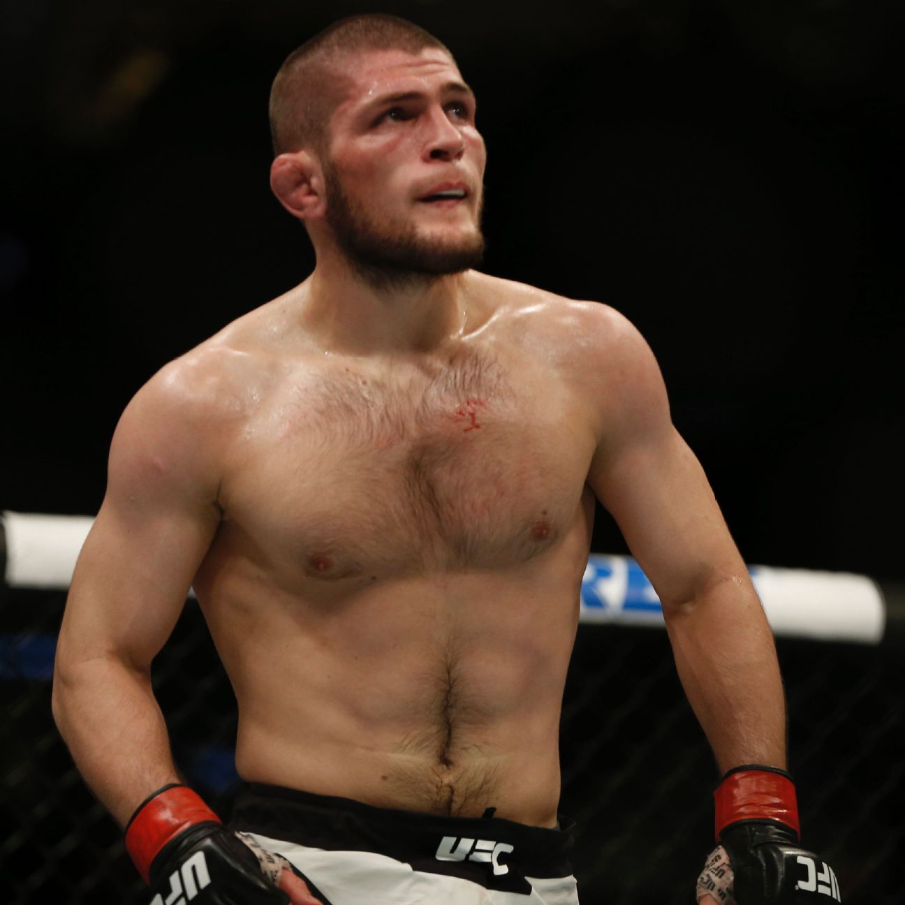 UFC - Khabib Nurmagomedov opens as 2-to-1 betting favorite ...