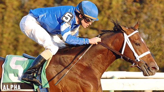 Alpha wins the 2012 Count Fleet Stakes at Aqueduct.