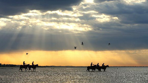 Track riders from the Gai Waterhouse stable including 'Glencandam Gold' walk in the ocean during a horse recovery session ahead of the Melbourne Cup.