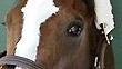 Bob Baffert and Preakness morning line favorite Bodemeister.