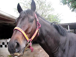 Clasico del Caribe contender Piegari.