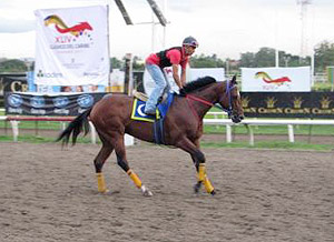Clasico del Caribe contender Veritas.