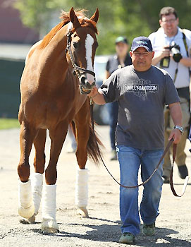 Kentucky Derby and Preakness winner California Chrome arrives at Belmont Park led by assistant trainer Alan Sherman.