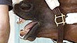 138th Kentucky Derby winner I'll Have Another.