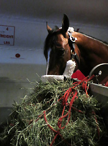 Horse flight