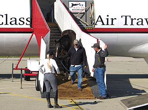 Horse flight