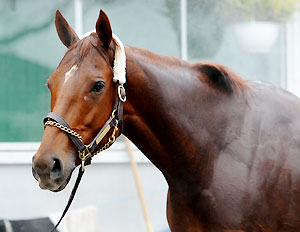Groupie Doll