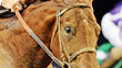 Drosselmeyer wins the 2011 Breeders' Cup Classic.