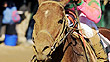 Caleb's Posse takes the 2011 Breeders' Cup Dirt Mile at Churchill Downs.