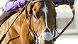 I'll Have Another wins the 2012 Robert B. Lewis Stakes at Santa Anita.