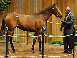 Dynaformer filly
