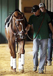 Kentucky Derby winner I'll Have Another walks the grounds at Pimlico before the 2012 Preakness Stakes.