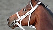 Havre de Grace works for the Breeder's Cup.
