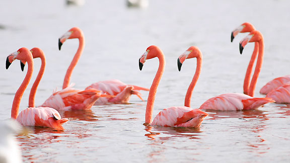 Flamingos at Hollywood Park