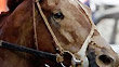 I'll Have Another beats Bodemeister to the wire to win the 2012 Kentucky Derby.