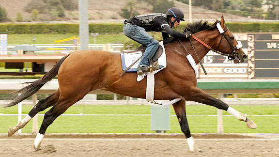 Mucho Macho Man works at Santa Anita between races.