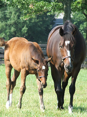 Rachel Alexandra and her foal by Curlin